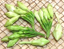 fresh Loroco flower buds