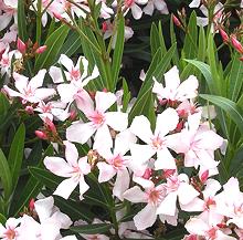 Live Oleander shrub in bloom