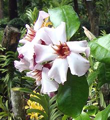 S. gratus flowers, leaves