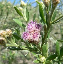 Flowering Arrowweed Plant