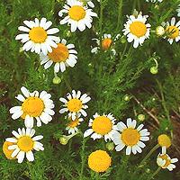 Chamomile Flowers