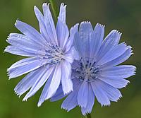 Chicory Flowers