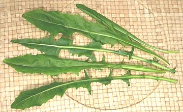 Leaves