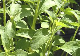 Stevia Plant