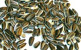 Sunflower Seeds in striped shells