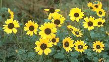 Flowering Prairie Sunflower Plants
