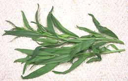 Tarragon Fronds