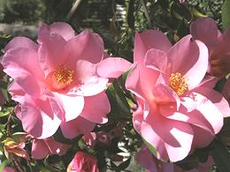 Pink Camellia Flowers