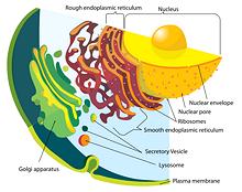Cell Structure of Eukaryote