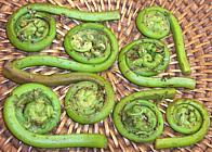 Ostrich Fern Fiddleheads