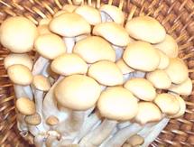 Shrooms
