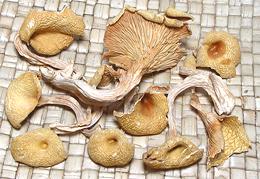 Dried Jinding Mushrooms