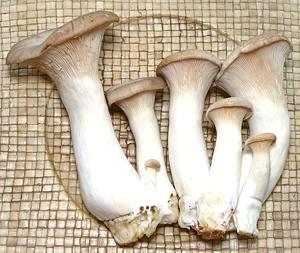 Clusters of King Trumpet Mushrooms