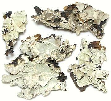 Dried Dagad Phool Lichens