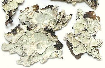 Dried Dagad Phool Lichens