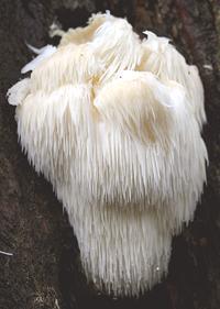 Living Lion's Head Mushrooms