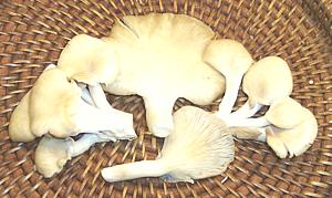 Oyster