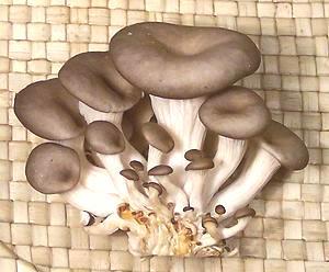 Cluster of Oyster Mushrooms