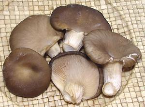 Harvested Oyster Mushrooms