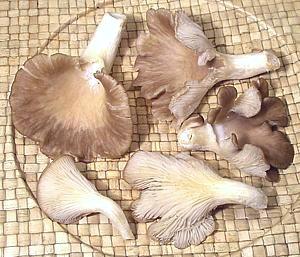 Comon Oyster Mushrooms
