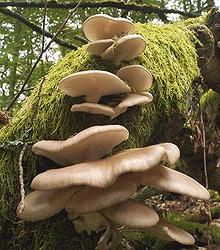 Oyster Mushrooms in the Wild