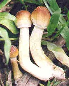 Cubensis