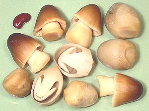 Straw Mushrooms