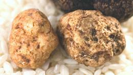 White Truffle