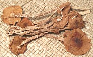 Dried Tea Tree Mushrooms