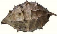 Round Luffa