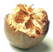 Monk Fruit fresh