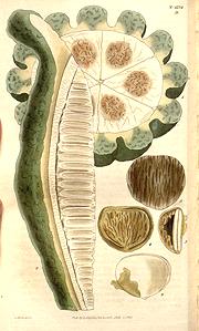 Oysternut Fruit drawing
