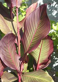 Canna Lily Stem, Leaves