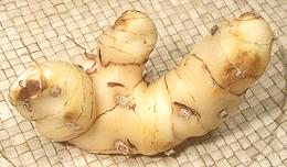 Greater Galangal Rhizome