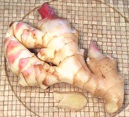 Young Ginger Rhizome