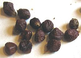 Seeds