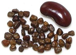 Korarima Seeds