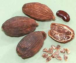 Tsaoko Cardamom Seed Pods