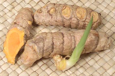 Yellow Turmeric Rhizomes with Sprout