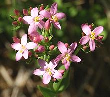 Common Centaury Flowering Plant