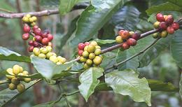Ripening Coffee Beans
