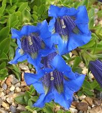 Deep Blue Stemless Gentian Flowers