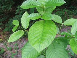 Young Kratom Plant