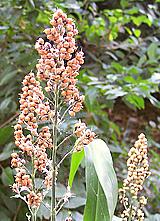 Sorghum