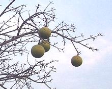 Hanging Monkey Orange Fruit Balls