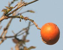 Strychnine Fruit on Branch