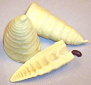 Bamboo Shoots
