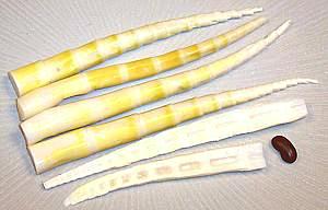 Bamboo Shoots