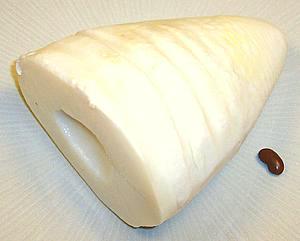 Bamboo Shoots