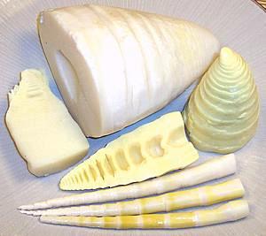 Bamboo Shoots